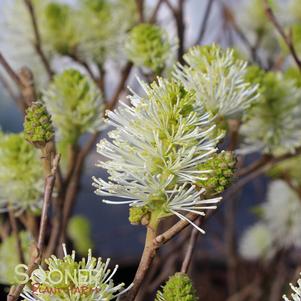 Fothergilla major 'Mt. Airy'