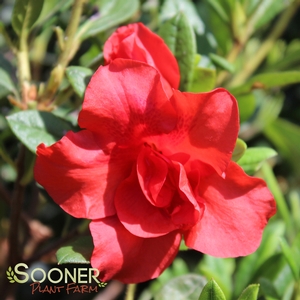 AUTUMN EMBERS® ENCORE® AZALEA