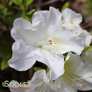 AUTUMN IVORY® ENCORE® AZALEA