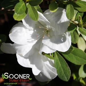 Rhododendron azalea x 'Robleg'