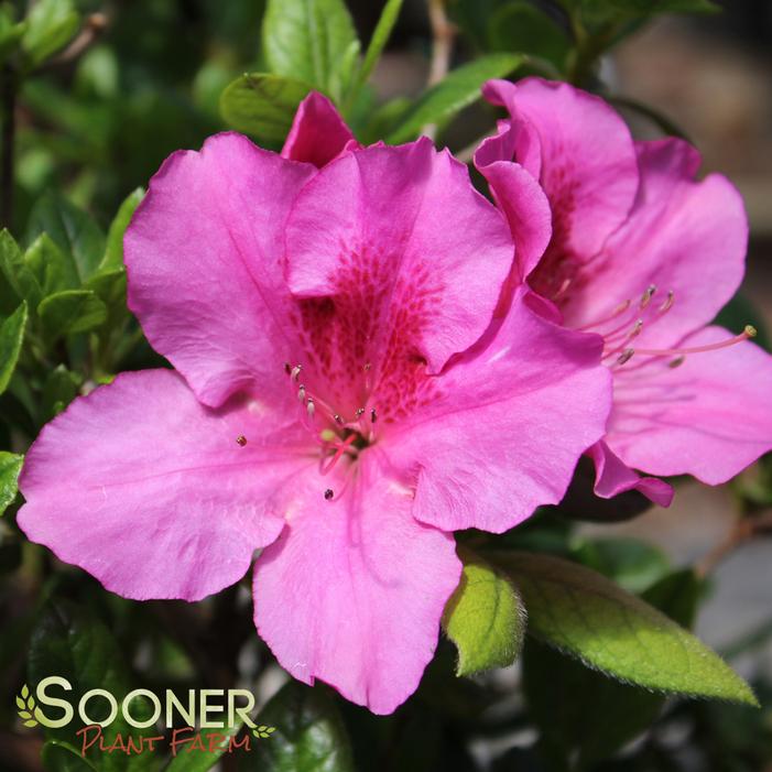 Image Property of Sooner Plant Farm