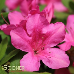 AUTUMN SANGRIA® ENCORE® AZALEA