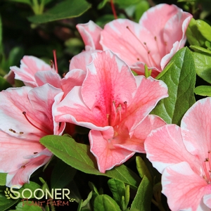 AUTUMN SUNBURST® ENCORE® AZALEA