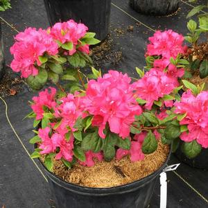 PERFECTO MUNDO® DOUBLE DARK PINK AZALEA