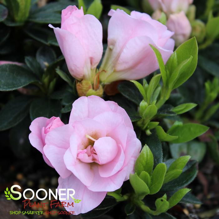 PERFECTO MUNDO® DOUBLE PINK AZALEA