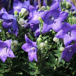 SENTIMENTAL BLUE BALLOON FLOWER