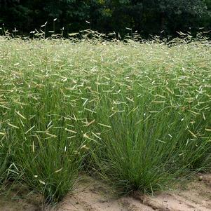 Bouteloua gracilis 'Blonde Ambition'