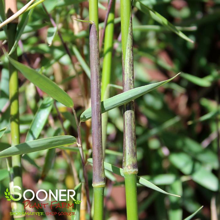 RED CLUMPING BAMBOO