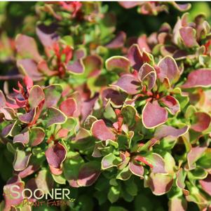 Berberis thunbergii 'Goruzam'