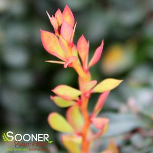 Berberis thunbergii 'Daybreak'