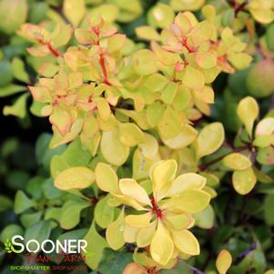 Berberis thunbergii 'Bogozam'