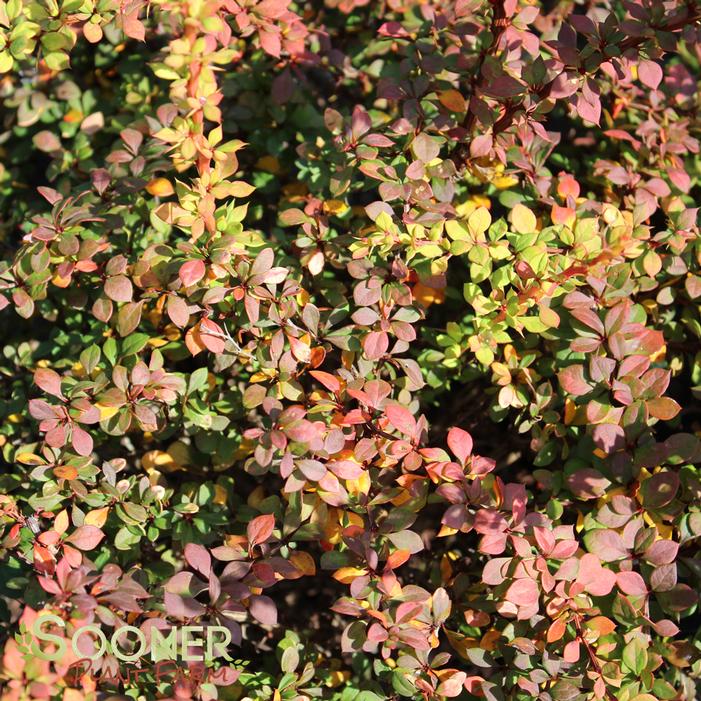 GOLDEN NUGGET™ BARBERRY