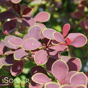 Berberis thunbergii 'BailJulia'