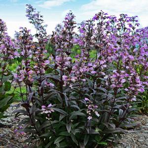 BLACKBEARD BEARDTONGUE