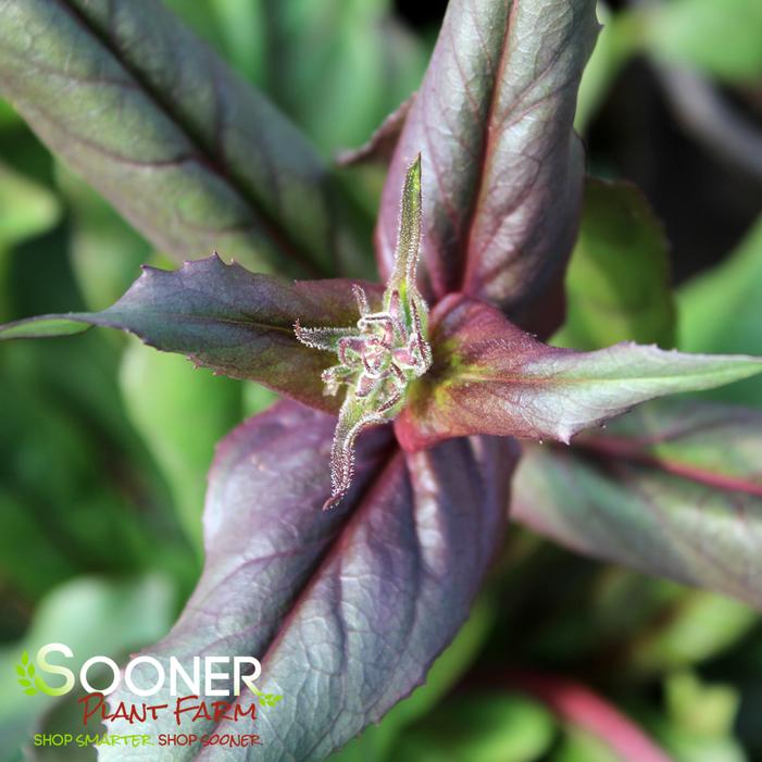 HUSKER RED BEARDTONGUE