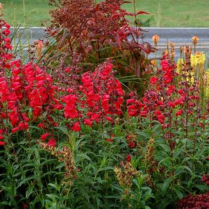 Penstemon x 'Cha Cha Cherry'