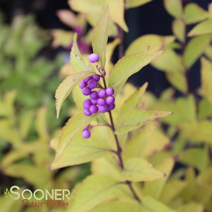 EARLY AMETHYST BEAUTYBERRY