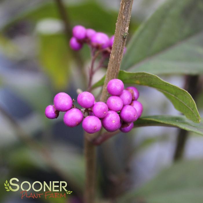 PEARL GLAM® BEAUTYBERRY