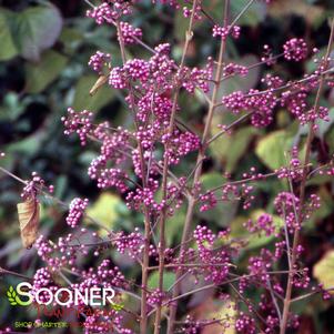 Callicarpa bodnieri 'Profusion'