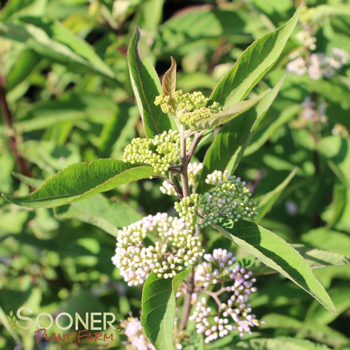 PURPLE PEARLS® BEAUTYBERRY