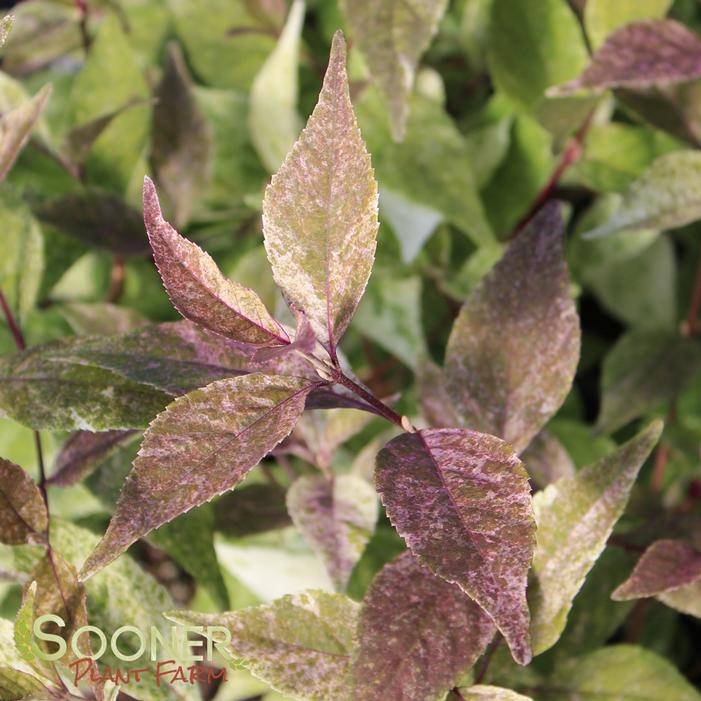 WINE SPRITZER™ BEAUTYBERRY