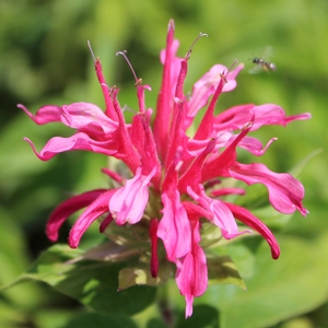 CORAL REEF BEEBALM