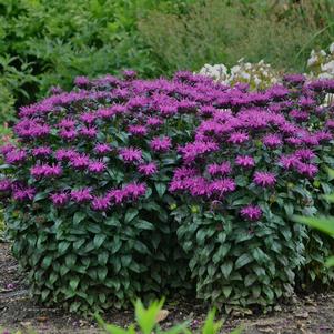 Monarda x 'Rockin' Raspberry'