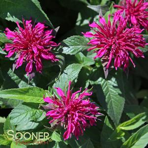 Monarda didyma 'Petite Delight'