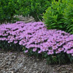 LEADING LADY LILAC BEEBALM