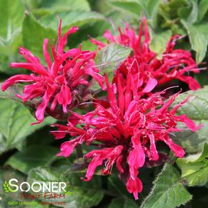 Monarda x 'Cherry Pops'