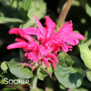 PARDON MY CERISE BEEBALM