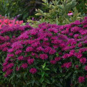 Monarda x 'Grape Gumball'