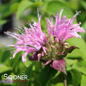 Monarda didyma 'Beauty of Cobham'