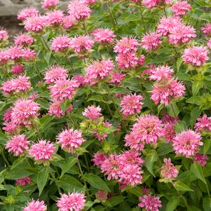 Monarda didyma 'Marshall's Delight'