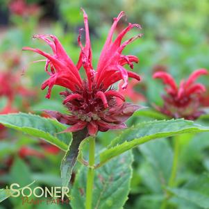 Monarda didyma 'Jacob Cline'