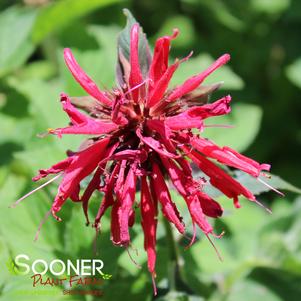 Monarda didyma 'Gardenview Scarlet'