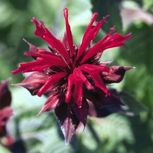 Monarda x 'Raspberry Wine'