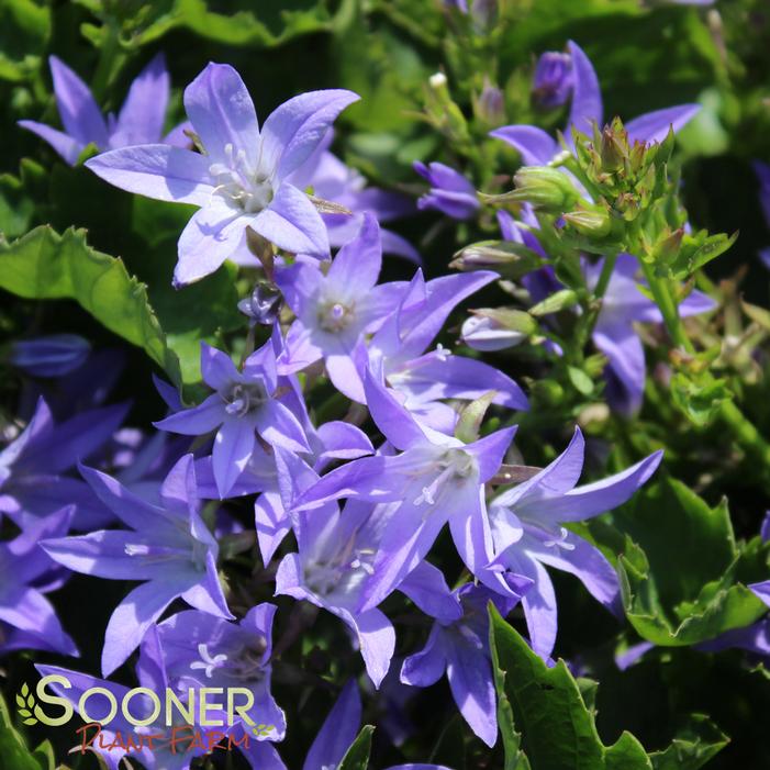 BLUE WATERFALL BELLFLOWER