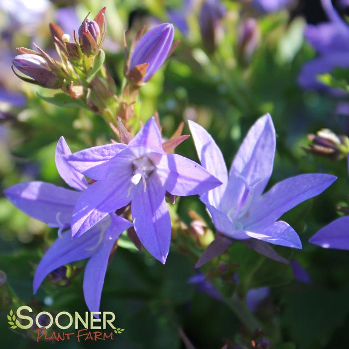 BLUE WATERFALL BELLFLOWER