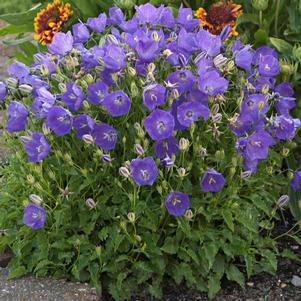 Campanula carpatica 'Pearl Deep Blue'