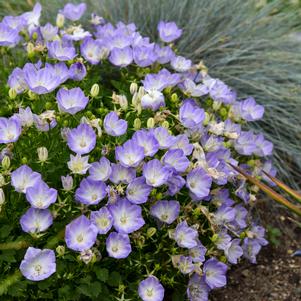 Campanula carpatica 'Delft Teacups'