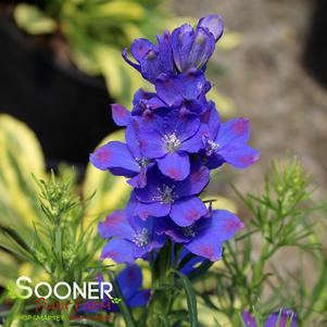 Delphinium chinensis 'Diamonds Blue'