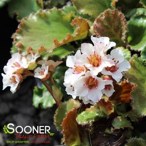 Bergenia x 'Ripple Effect'