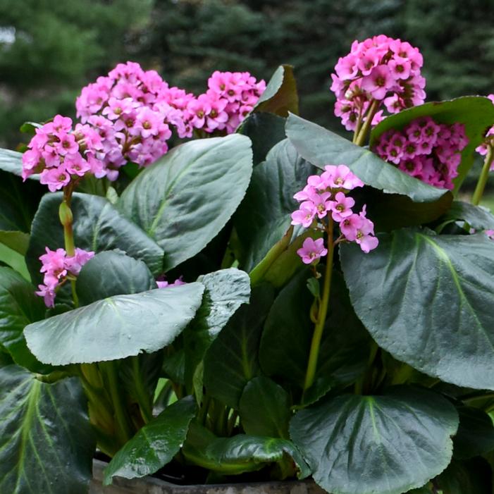 MISS PIGGY BERGENIA