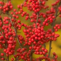 BERRY HEAVY® WINTERBERRY HOLLY