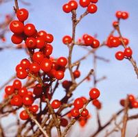 BERRY NICE® WINTERBERRY HOLLY