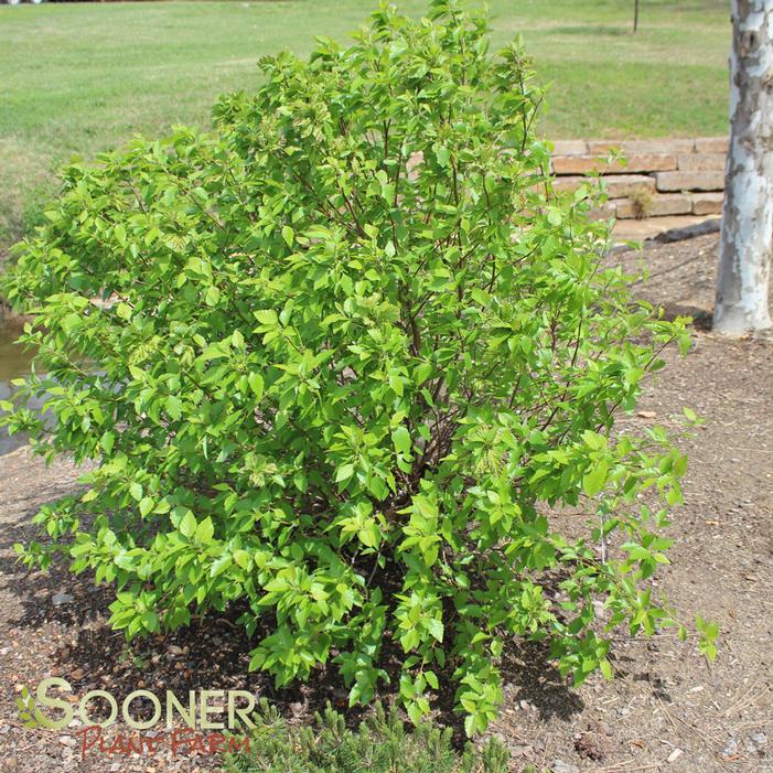 FOX VALLEY® RIVER BIRCH