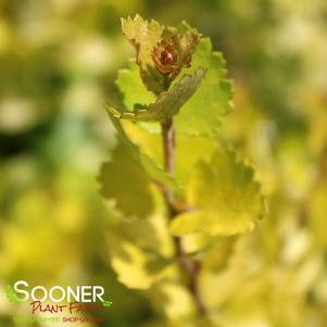 Betula plettkei 'Golden Treasure'