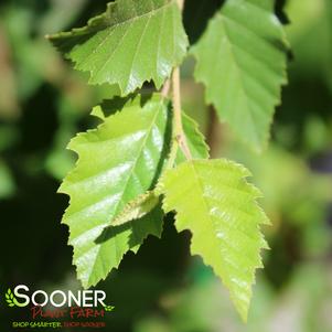 Betula nigra 'Dura Heat'