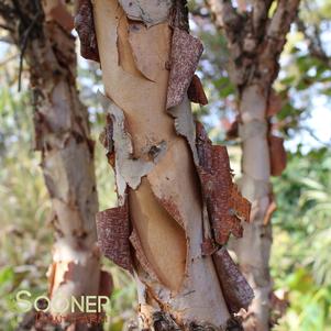 Betula nigra 'Little King'